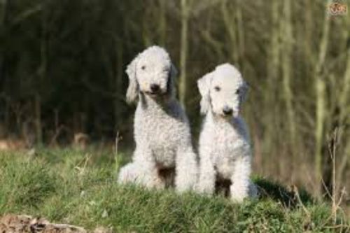 bedlington terrier puppies