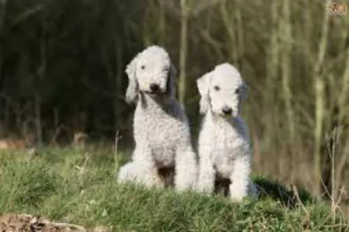 bedlington terrier puppies - health problems