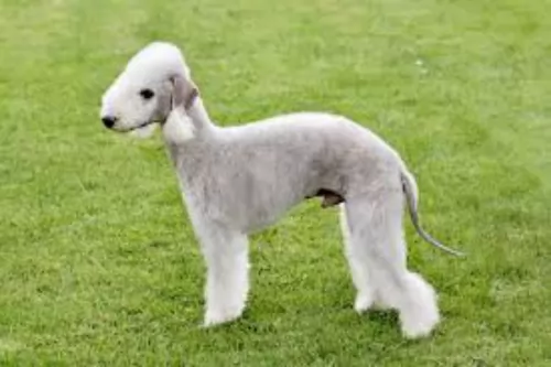 bedlington terrier puppy - description