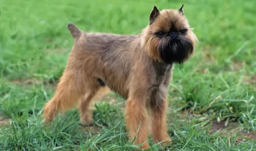 belgian griffon dog - characteristics