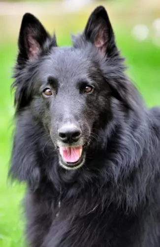belgian shepherd dog - characteristics