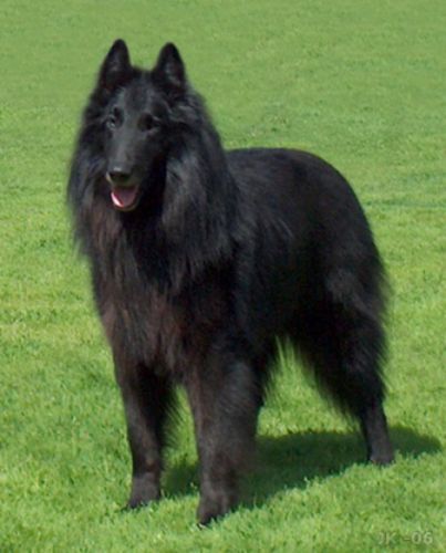 belgian shepherd dog groenendael