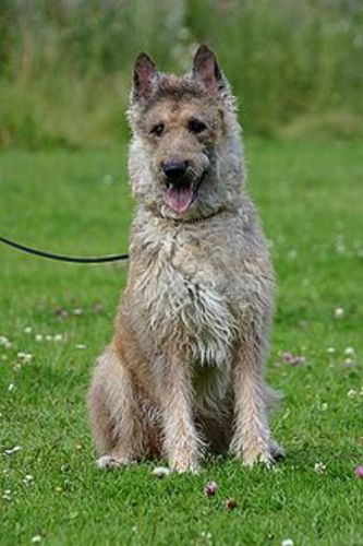 belgian shepherd dog laekenois