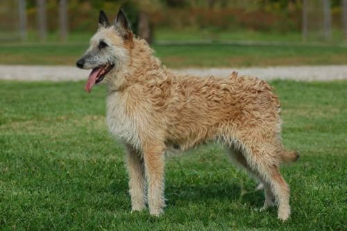 belgian shepherd dog laekenois dog