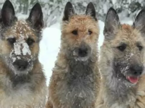 belgian shepherd dog laekenois dogs - caring