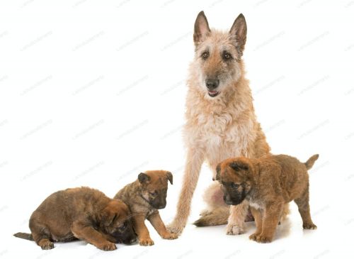 belgian shepherd dog laekenois puppies