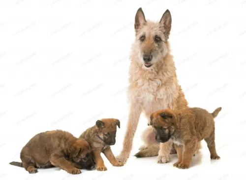 belgian shepherd dog laekenois puppies - health problems