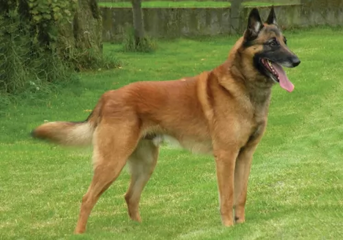 belgian shepherd dog malinois dog - characteristics