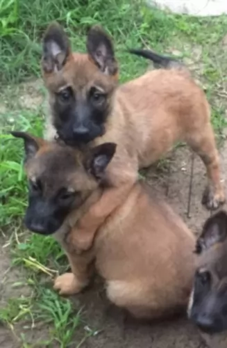 belgian shepherd dog malinois puppies - health problems