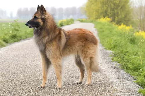 belgian shepherd dog tervuren - history