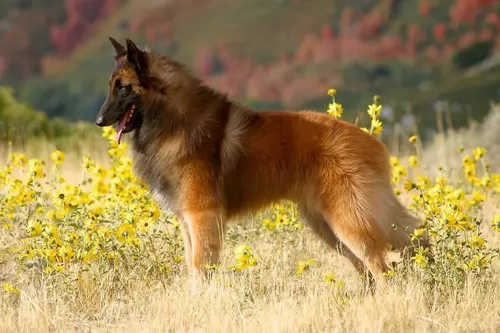 belgian shepherd dog tervuren dog - characteristics