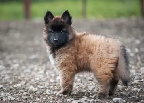 belgian shepherd dog tervuren puppy - description