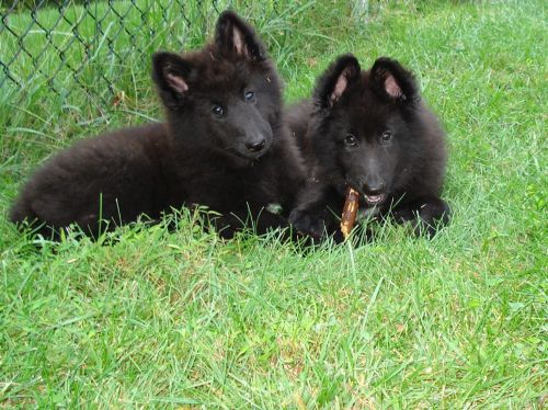 belgian shepherd puppies