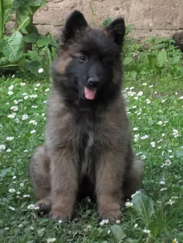 belgian shepherd puppy - description