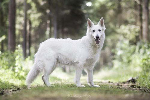 berger blanc suisse dog