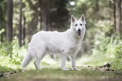 berger blanc suisse dog - characteristics
