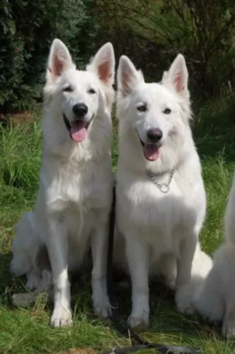 berger blanc suisse dogs - caring