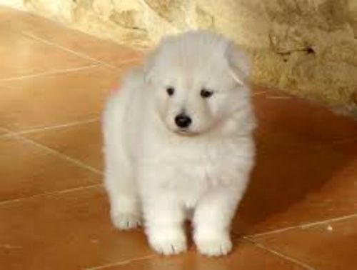 berger blanc suisse puppy