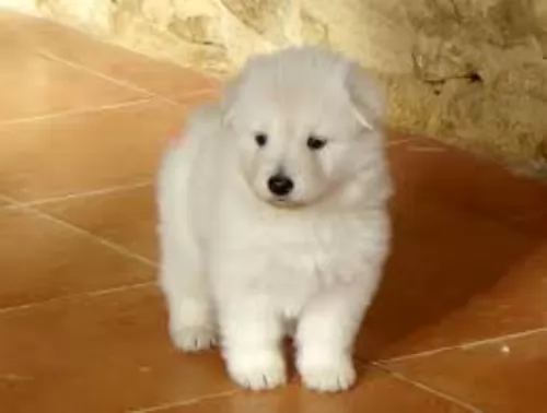 berger blanc suisse puppy - description