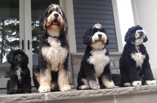 bernedoodle dogs - caring