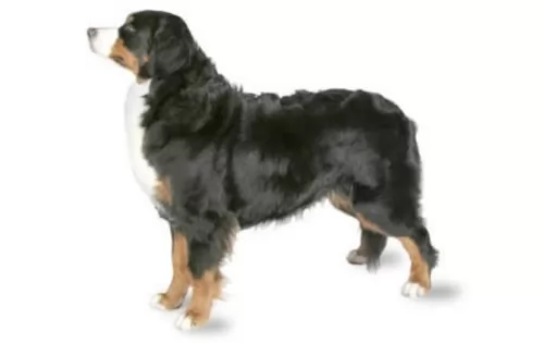 bernese mountain dog dog - characteristics