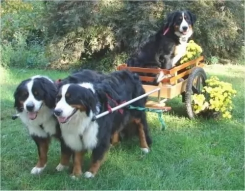 bernese mountain dog dogs - caring