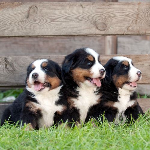 bernese mountain dog puppies