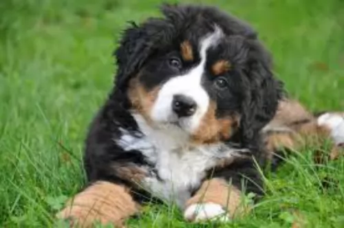 bernese mountain dog puppy - description