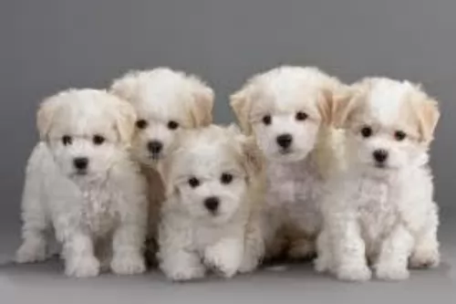 bichon frise puppies - health problems