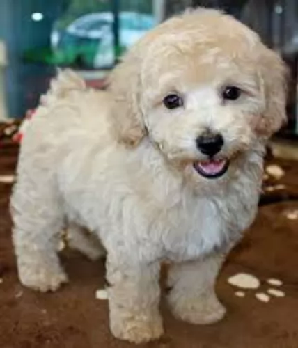 bichonpoo puppy - description