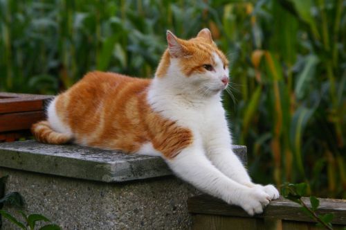 bicolor cat