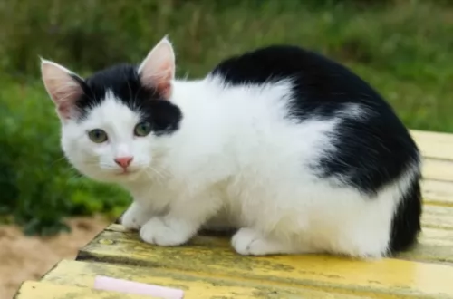 bicolor kitten - description