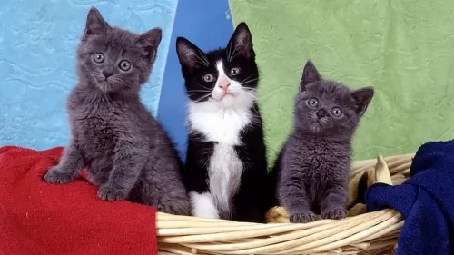 bicolor kittens - health problems