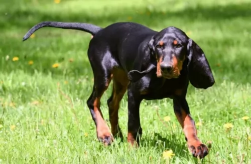 black and tan coonhound - history