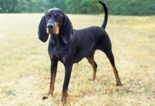 black and tan coonhound dog