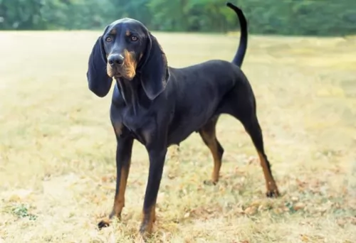 black and tan coonhound dog - characteristics