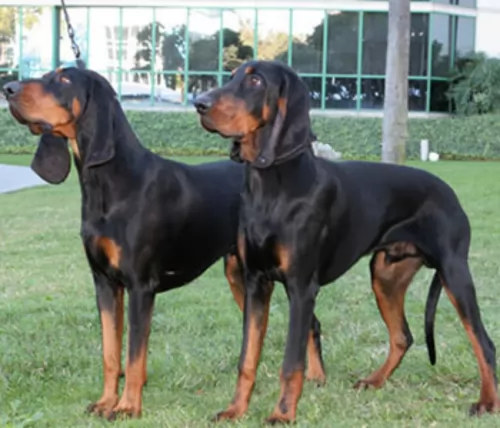black and tan coonhound dogs - caring