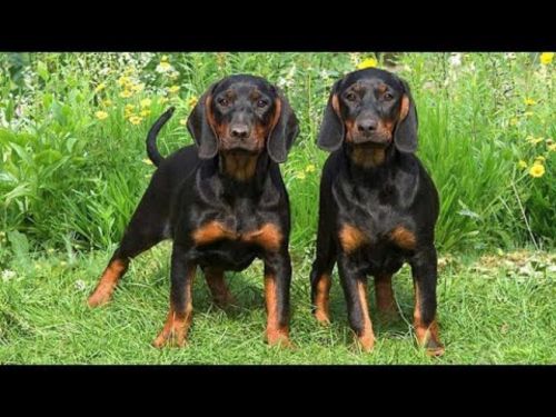 black and tan coonhound puppies