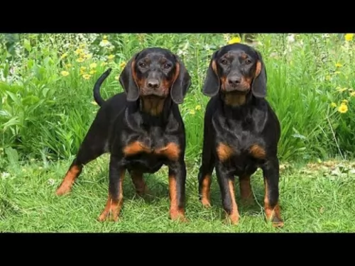 black and tan coonhound puppies - health problems
