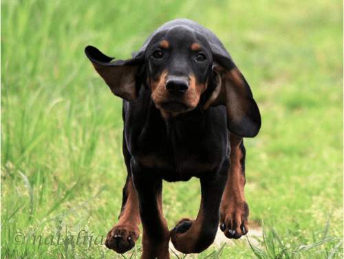 black and tan coonhound puppy