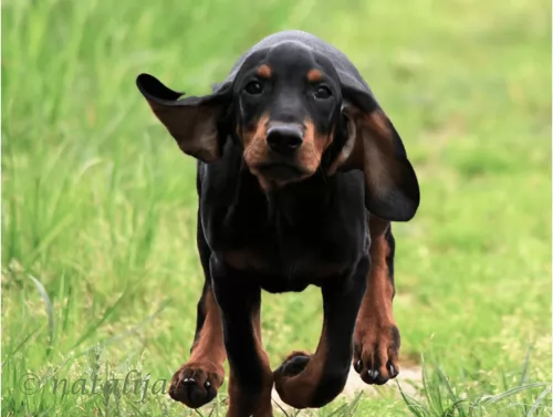 black and tan coonhound puppy - description