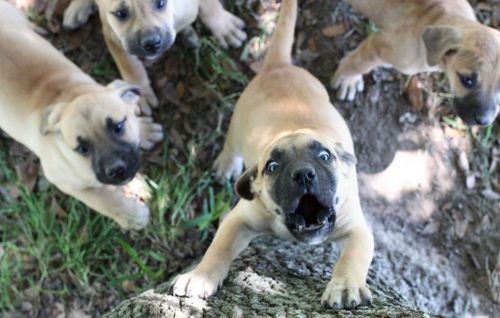 black mouth cur puppies