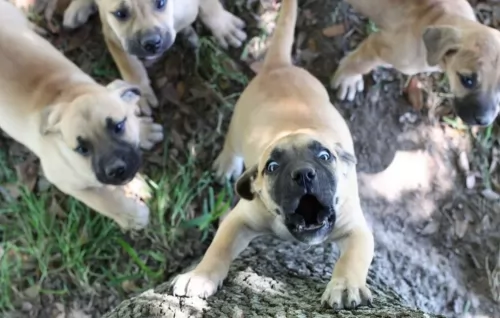 black mouth cur puppies - health problems
