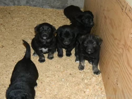 black norwegian elkhound puppies - health problems