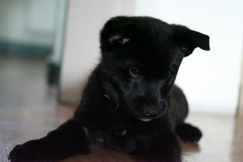 black norwegian elkhound puppy