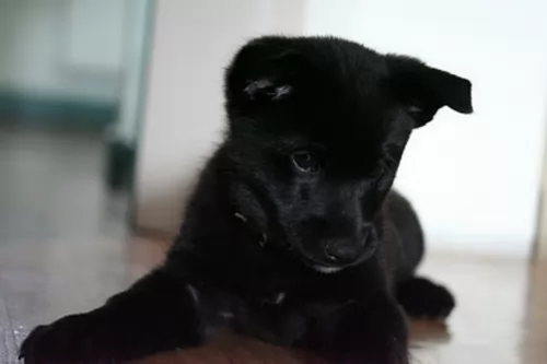 black norwegian elkhound puppy - description
