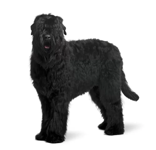 black russian terrier dog - characteristics