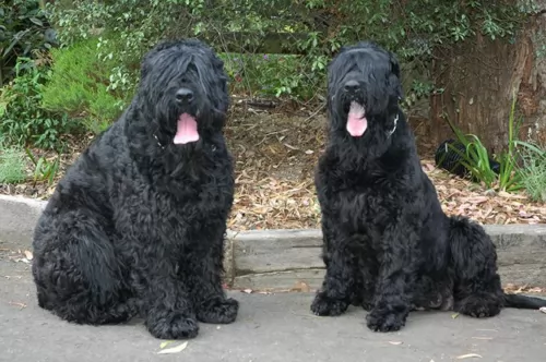 black russian terrier dogs - caring