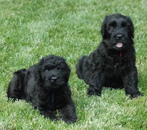 black russian terrier puppies - health problems