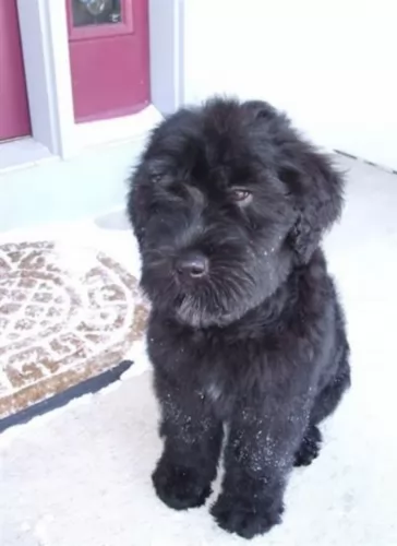 black russian terrier puppy - description